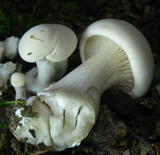 Clitocybe robusta image
