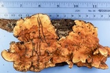 Stereum gausapatum image