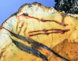 Stereum gausapatum image