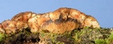 Stereum gausapatum image