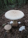 Amanita ravenelii image