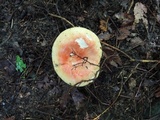Russula flavisiccans image