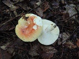 Russula flavisiccans image