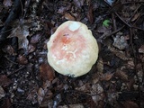 Russula flavisiccans image