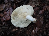 Russula flavisiccans image