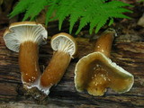 Lactarius gerardii image