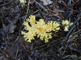 Ramaria flava image
