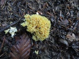 Ramaria flava image