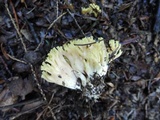 Ramaria flava image