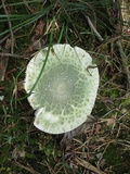 Russula parvovirescens image