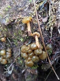 Leotia viscosa image