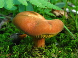 Phylloporus rhodoxanthus image