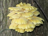 Pleurotus citrinopileatus image