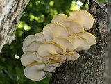Pleurotus citrinopileatus image