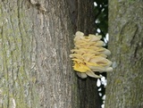Pleurotus citrinopileatus image