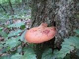 Fistulina hepatica image