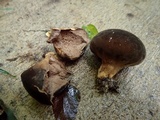 Lycoperdon umbrinum image