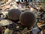 Lycoperdon umbrinum image