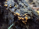Sphaerosporium lignatile image