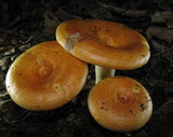 Lactarius croceus image