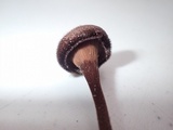 Lentinus velutinus image