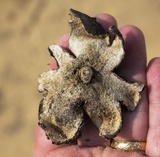 Scleroderma polyrhizum image