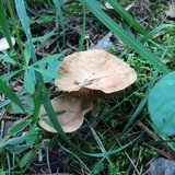 Gymnopus peronatus image