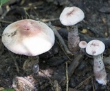 Laccaria ochropurpurea image