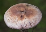 Laccaria ochropurpurea image