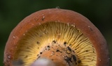 Lactarius volemus image