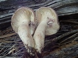 Lactarius pseudouvidus image