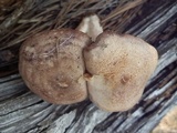 Lactarius pseudouvidus image