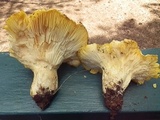 Cantharocybe gruberi image