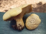 Cantharocybe gruberi image