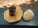 Cantharocybe gruberi image