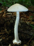 Amanita brunnescens image
