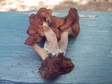 Gyromitra ambigua image