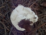 Calvatia booniana image