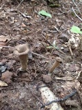 Craterellus fallax image