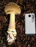 Amanita augusta image