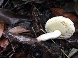 Boletus pallidus image