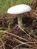 Amanita mutabilis image