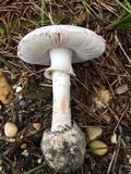 Amanita mutabilis image