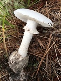 Amanita mutabilis image