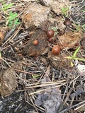 Psilocybe coprophila image