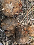 Psilocybe coprophila image
