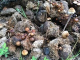 Psilocybe coprophila image