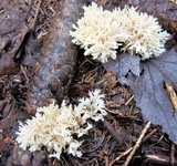 Clavulina coralloides image