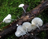 Tetrapyrgos nigripes image