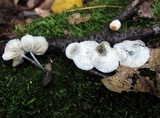 Tetrapyrgos nigripes image